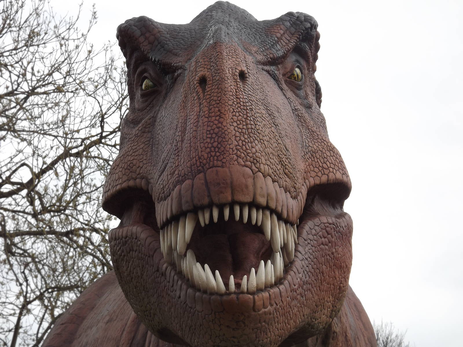 Tyrannosaurus Rex at Chester Zoo 31/03/12