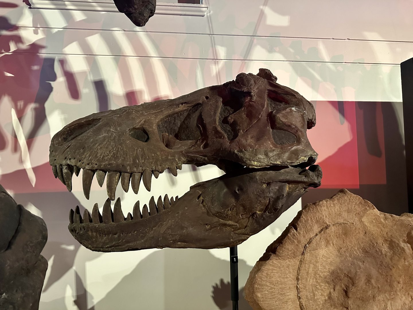 Tyrannosaurus rex (cast)