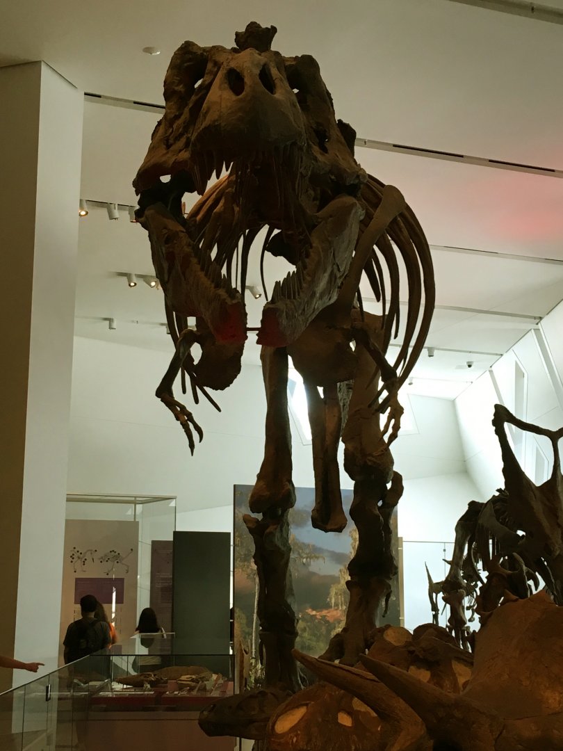 Tyrannosaurus Rex Front View