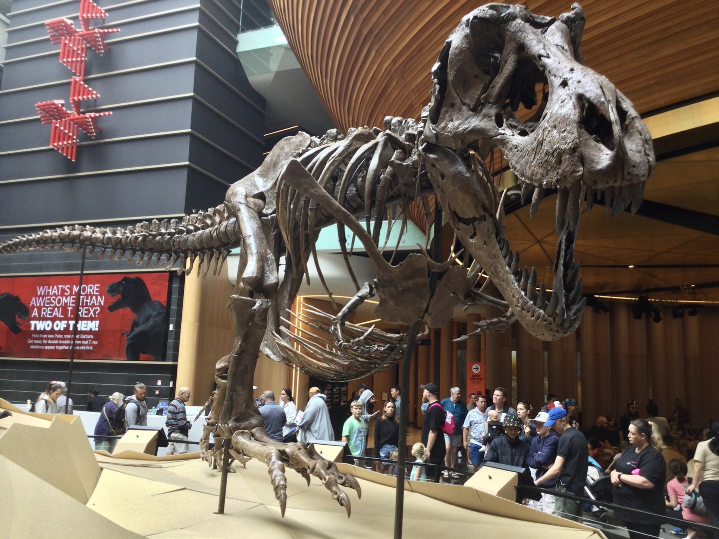 Tyrannosaurus rex (gravid female)