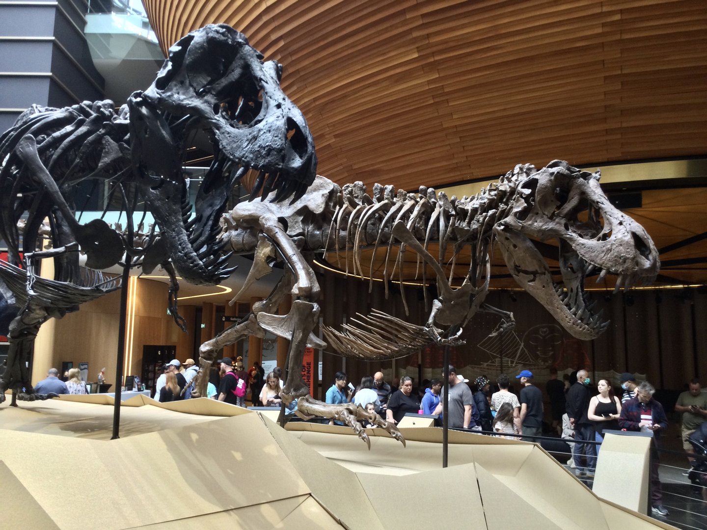 Tyrannosaurus rex (male and female)