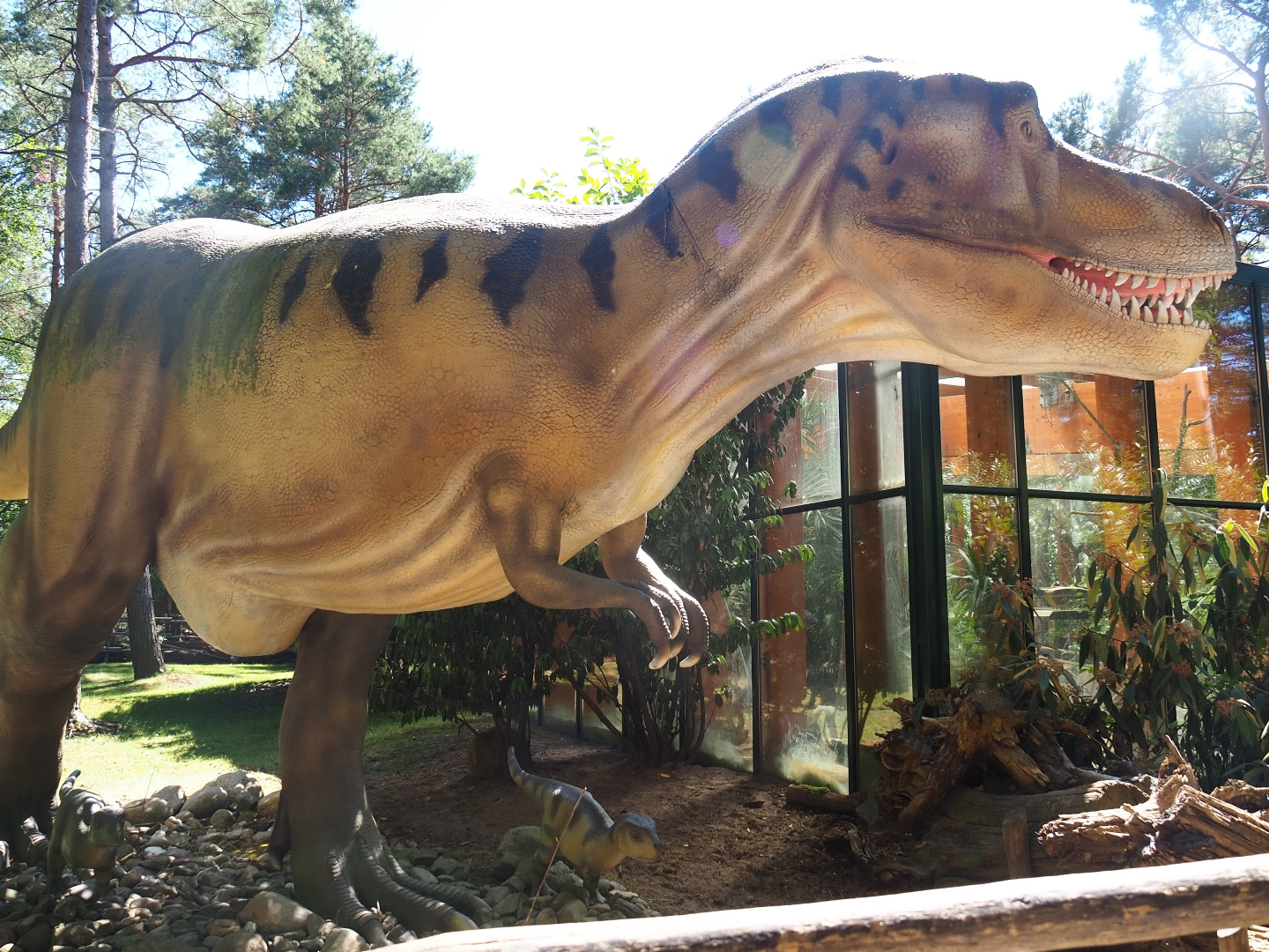 Tyrannosaurus rex model
