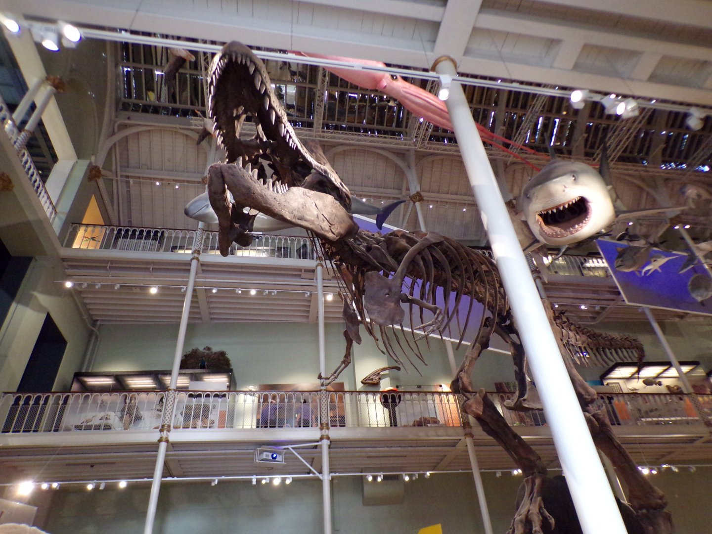 Tyrannosaurus rex replica skeleton 26.8.23