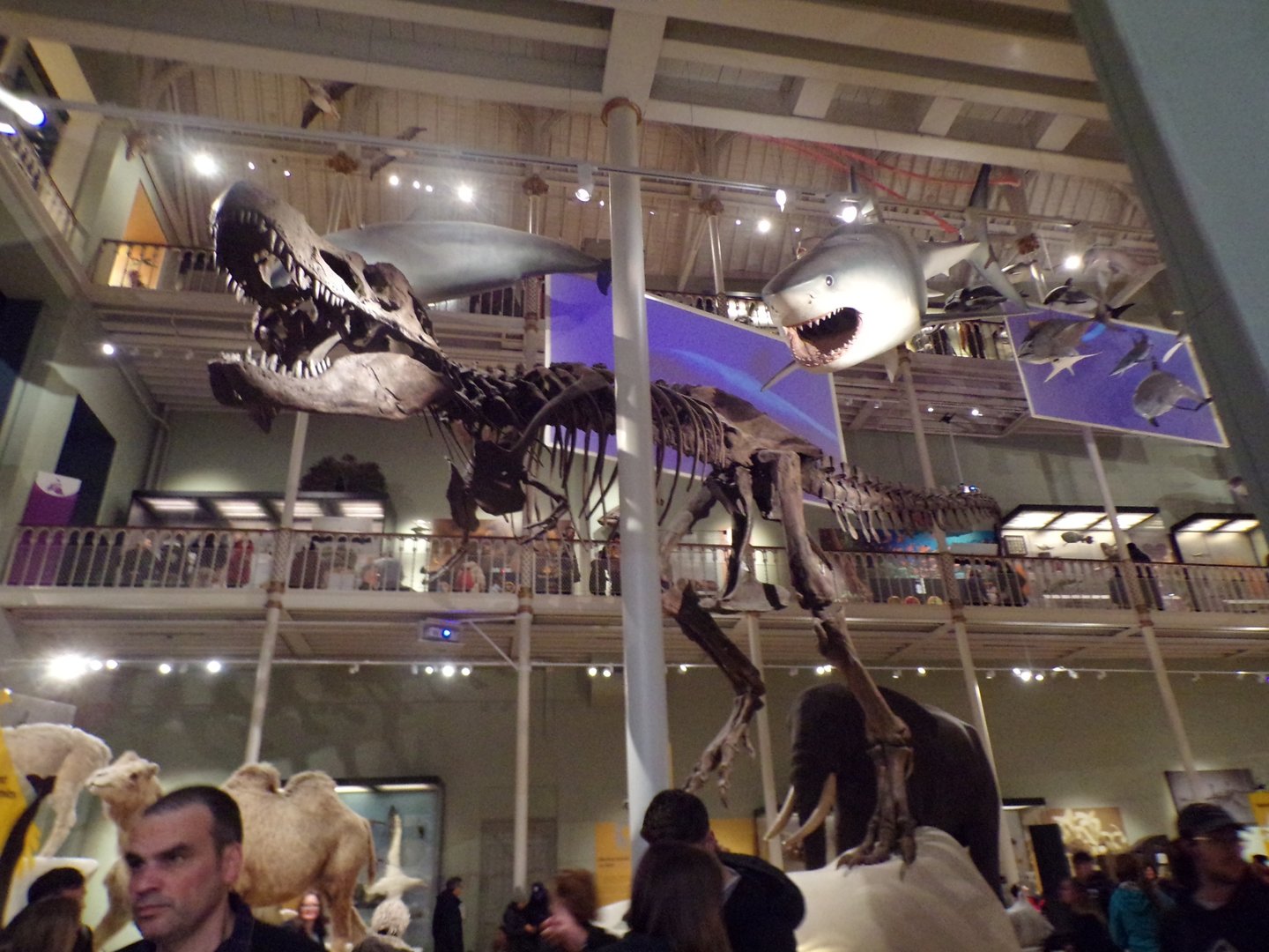 Tyrannosaurus rex skeleton 30.12.22