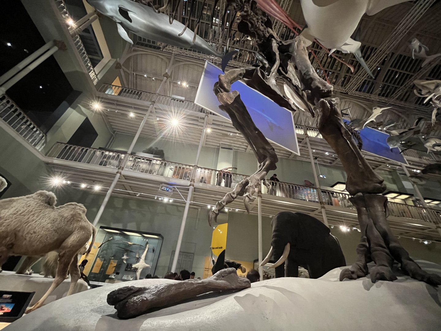 Tyrannosaurus rex skeleton with triceratops bone 29.7.23