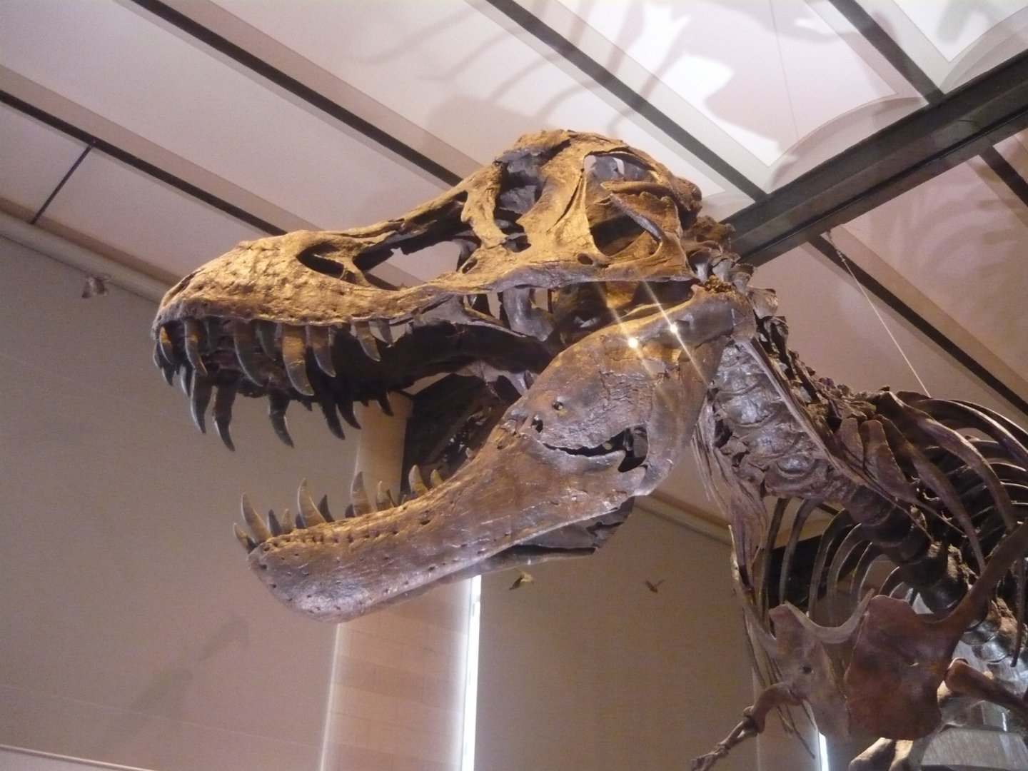 Tyrannosaurus rex skeleton