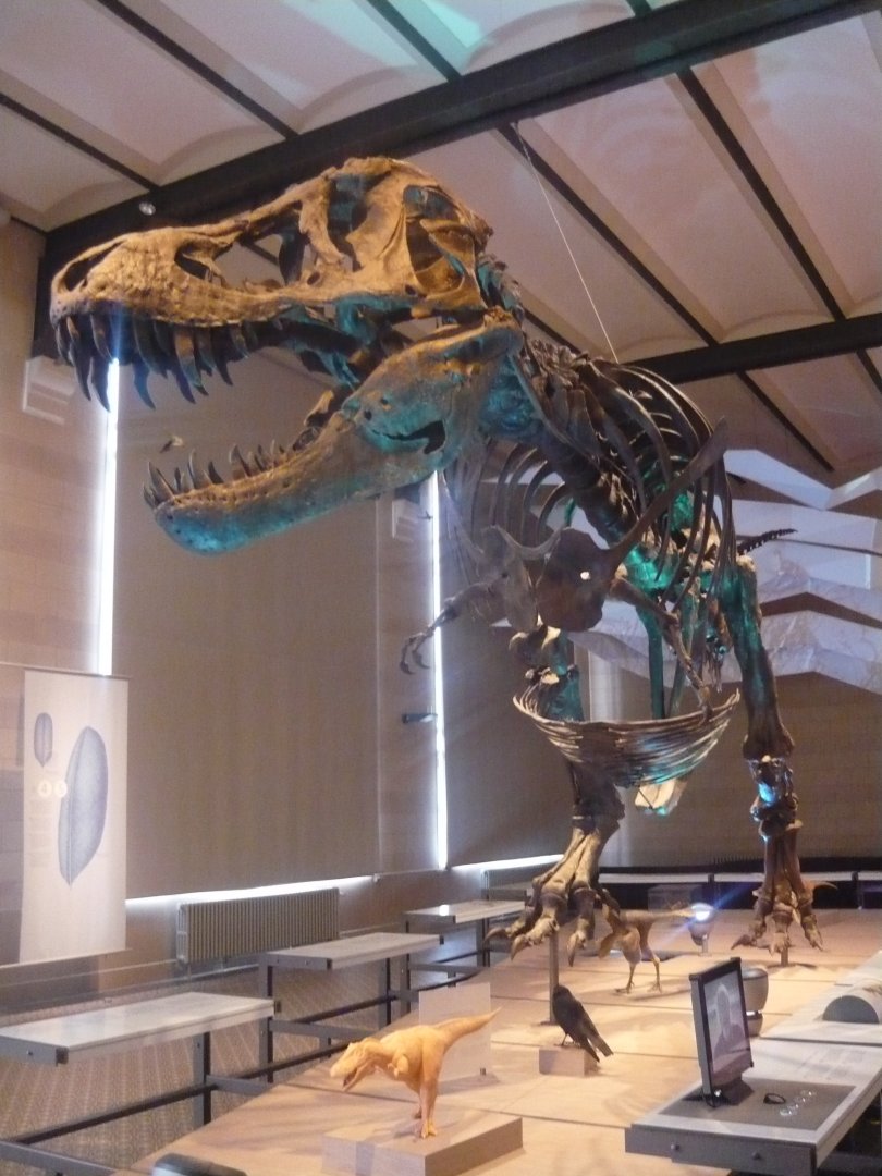Tyrannosaurus rex skeleton