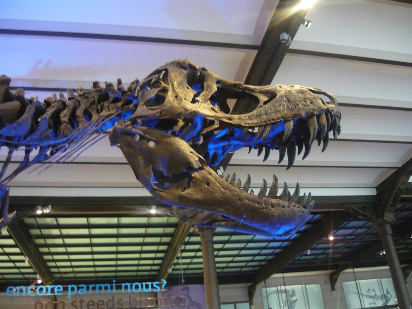 Tyrannosaurus rex skeleton