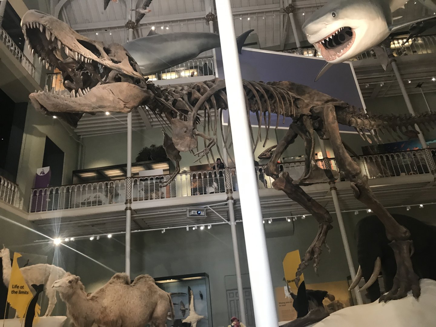 Tyrannosaurus rex skeleton