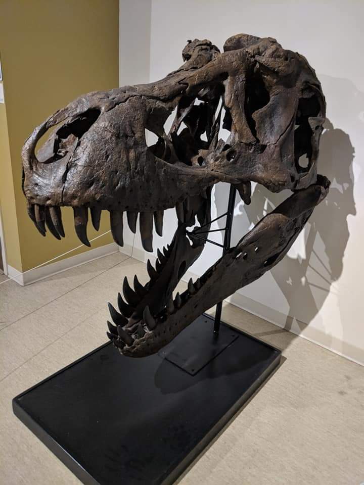 Tyrannosaurus rex skull