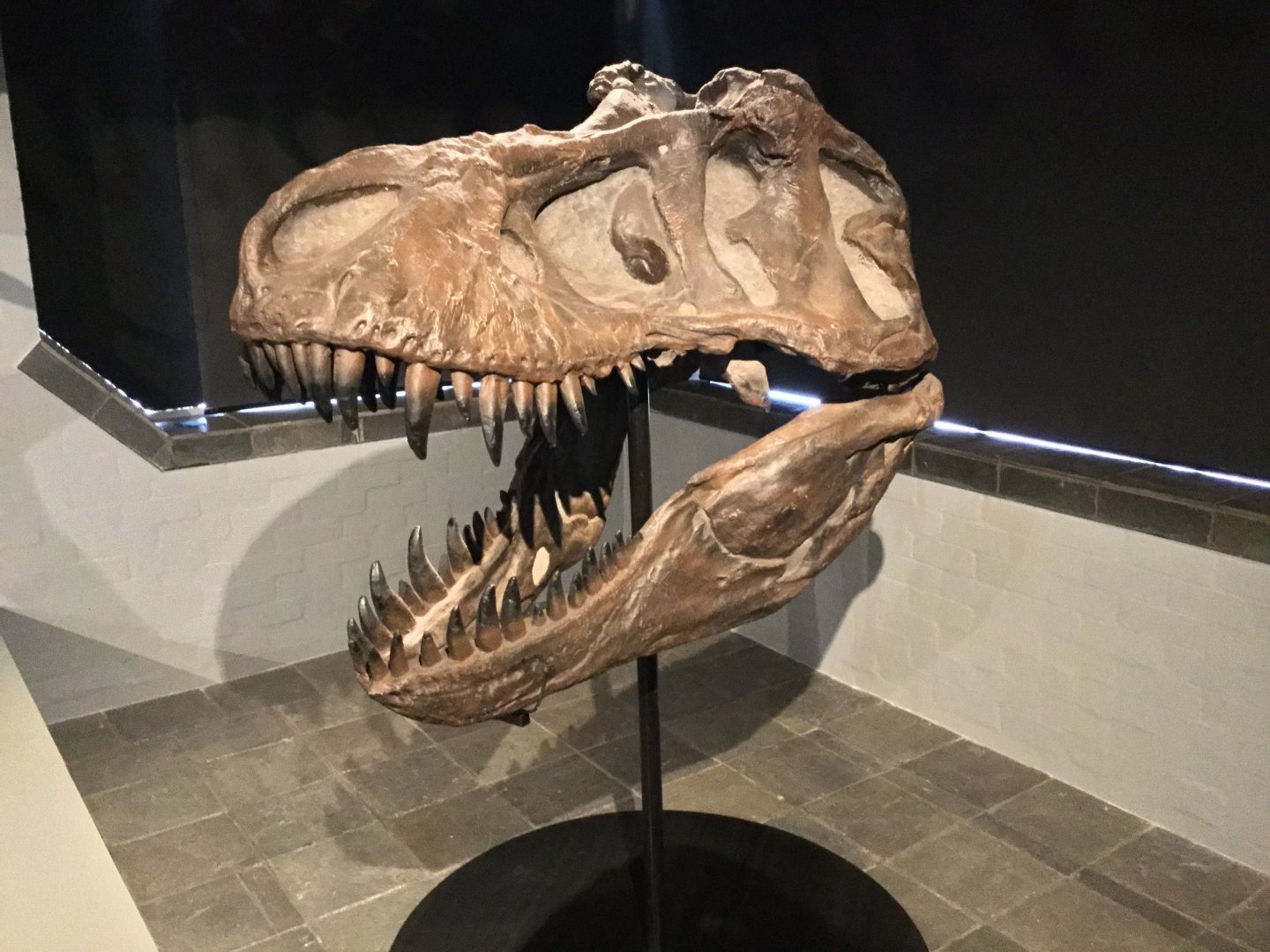 Tyrannosaurus rex (Skull)