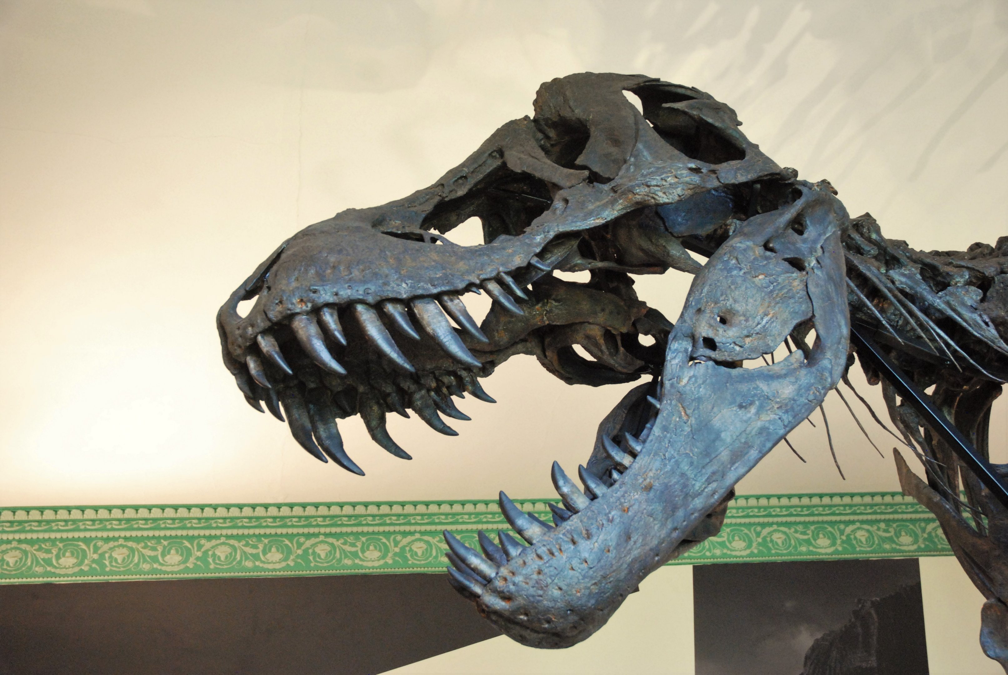 Tyrannosaurus rex specimen 'Titus', Wollaton Hall NHM, 19th July 2021