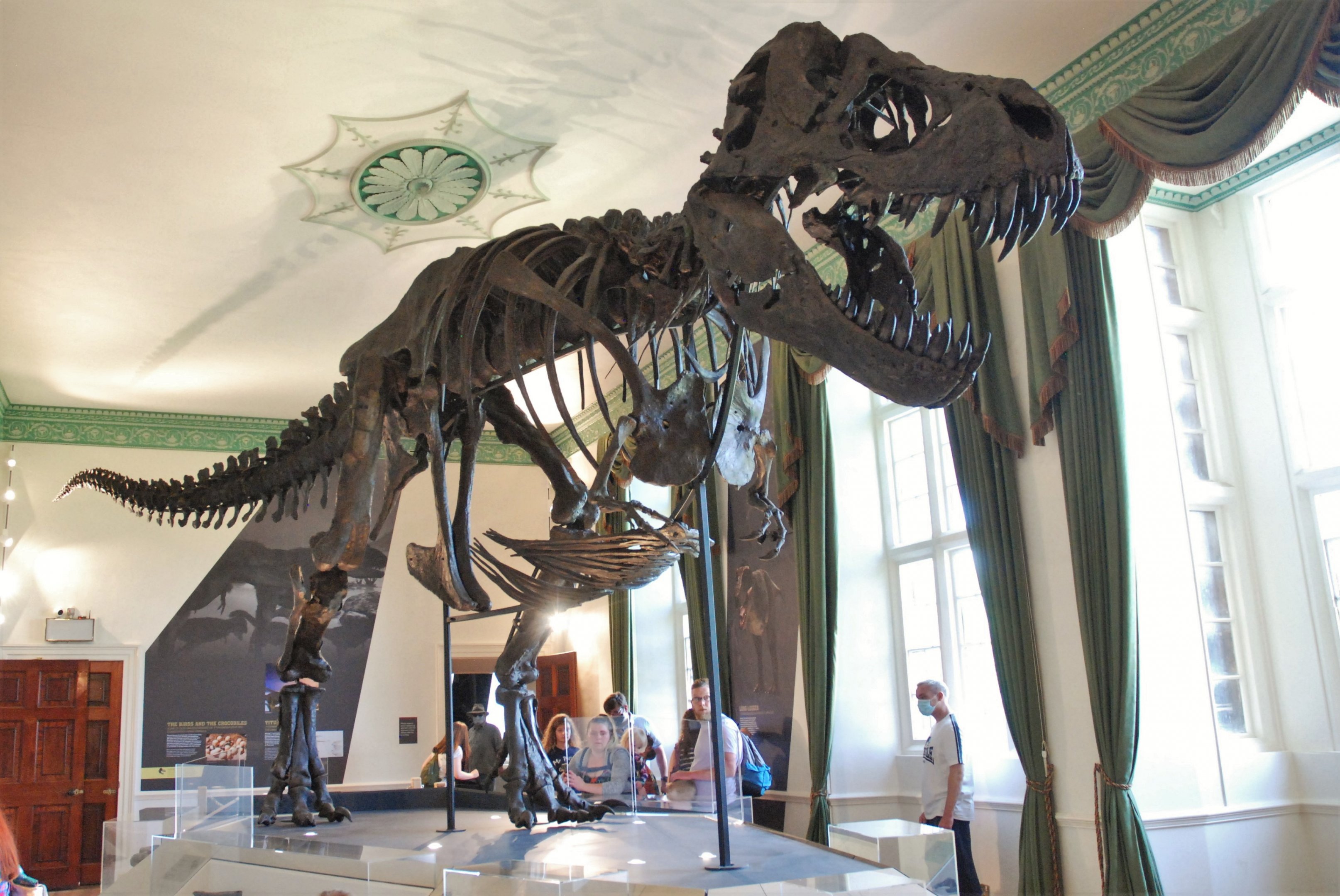 Tyrannosaurus rex specimen 'Titus', Wollaton Hall NHM, 19th July 2021