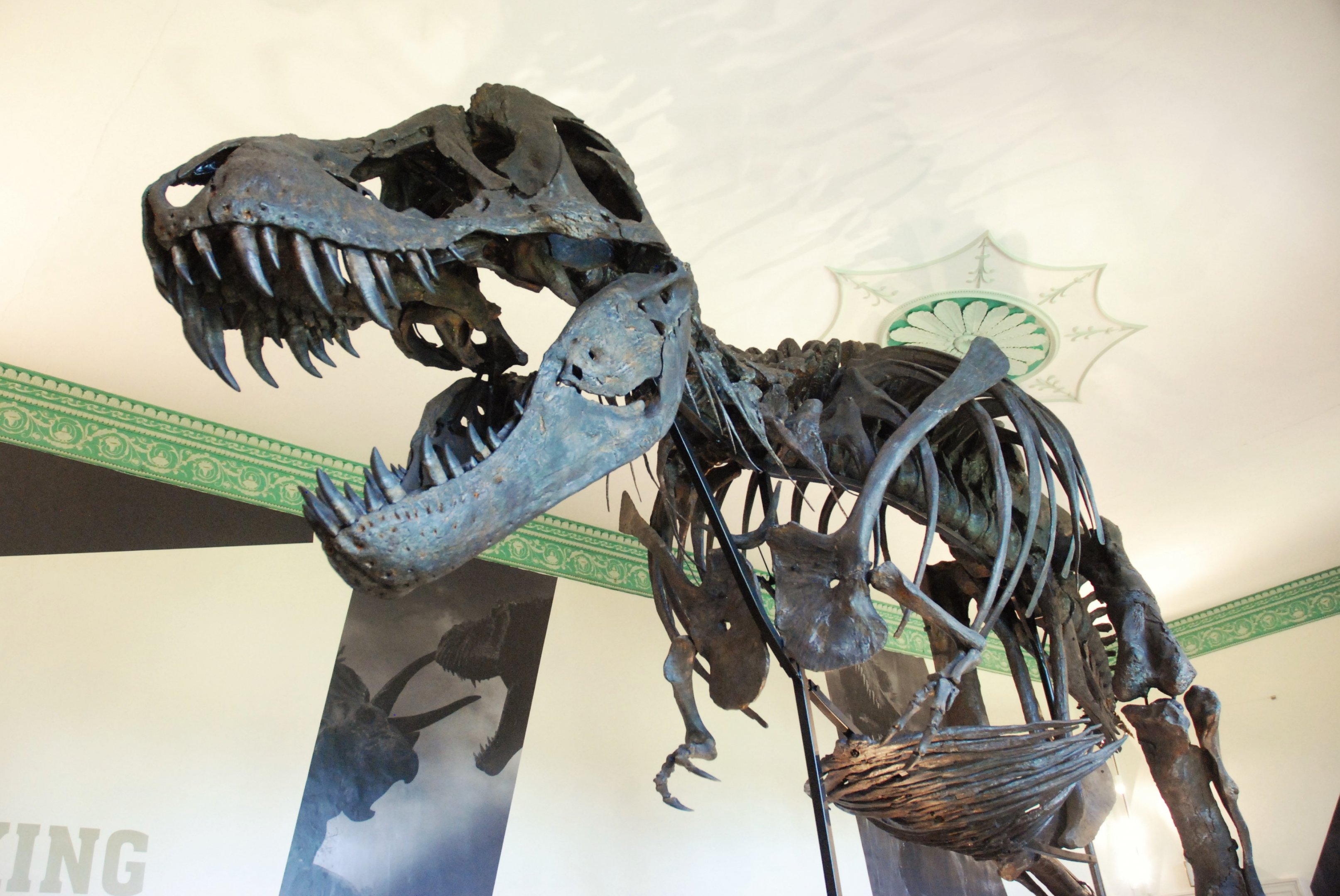 Tyrannosaurus rex specimen 'Titus', Wollaton Hall NHM, 19th July 2021