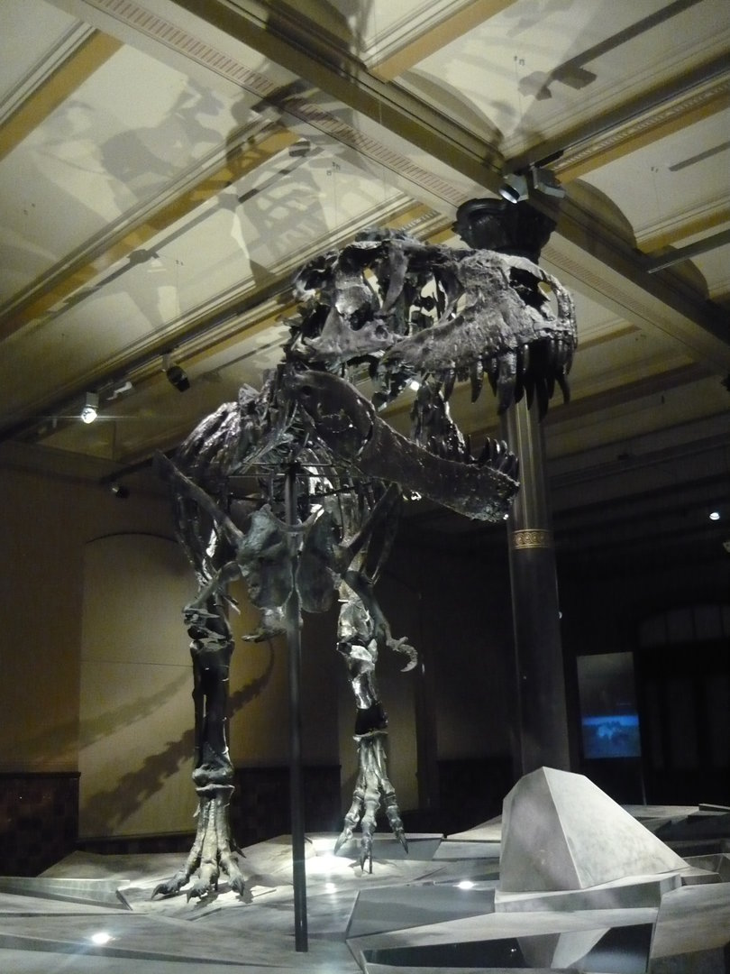 Tyrannosaurus rex "Tristan Otto" skeleton