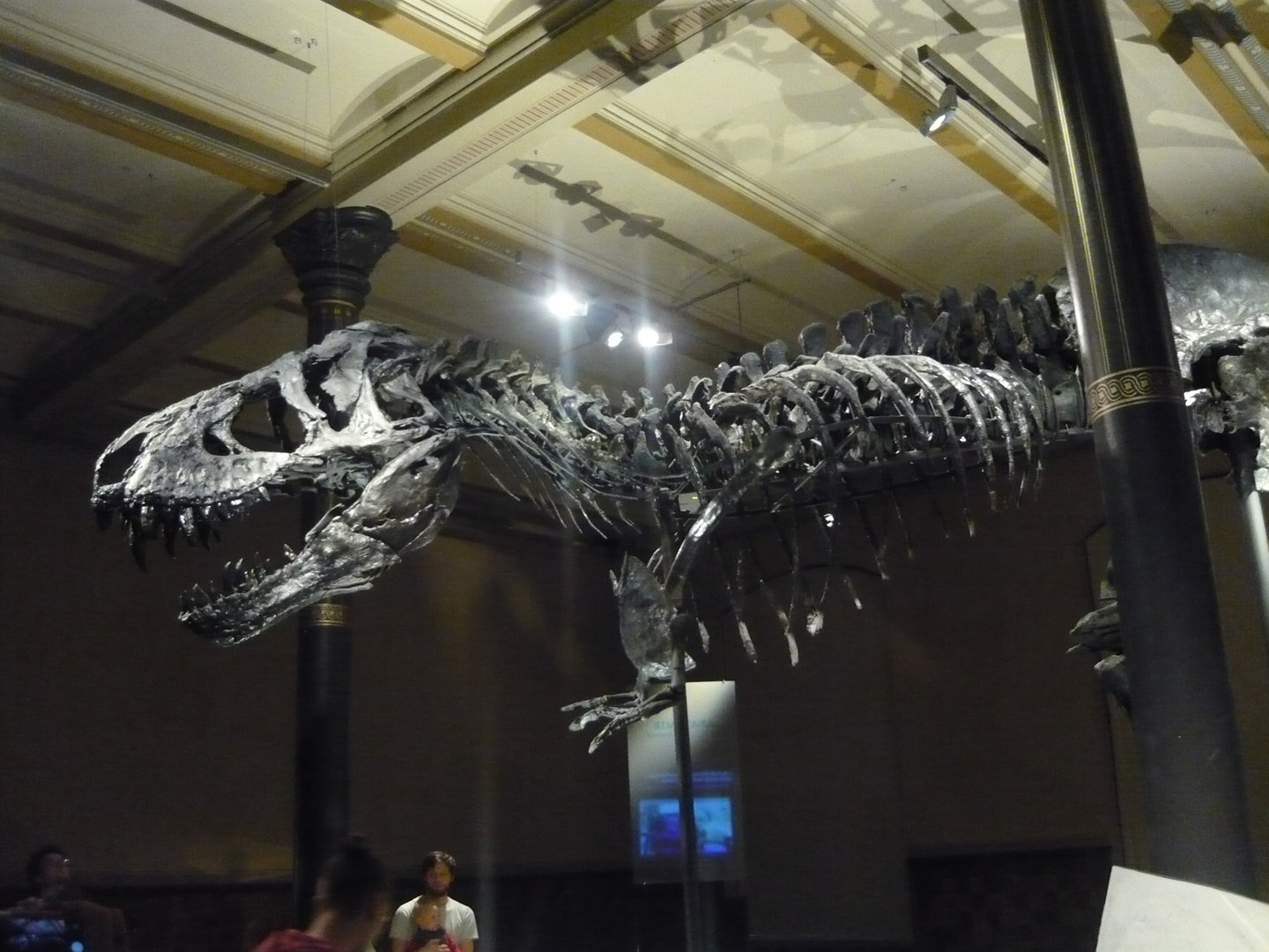 Tyrannosaurus rex "Tristan Otto" skeleton