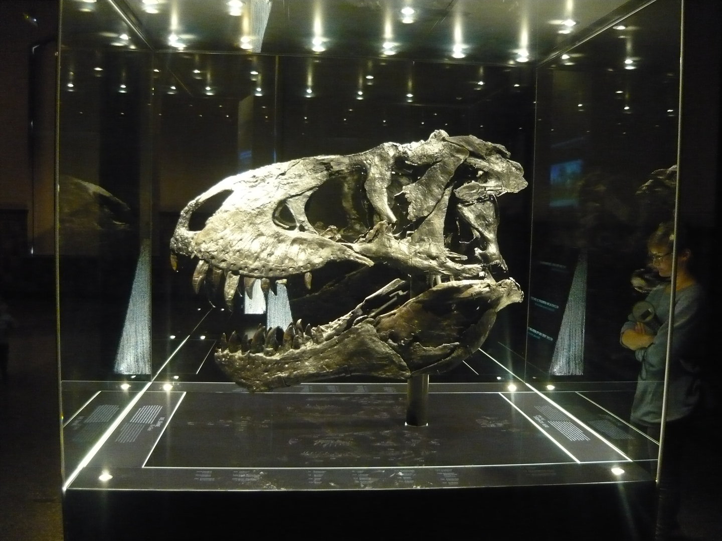 Tyrannosaurus rex "Tristan Otto" skull