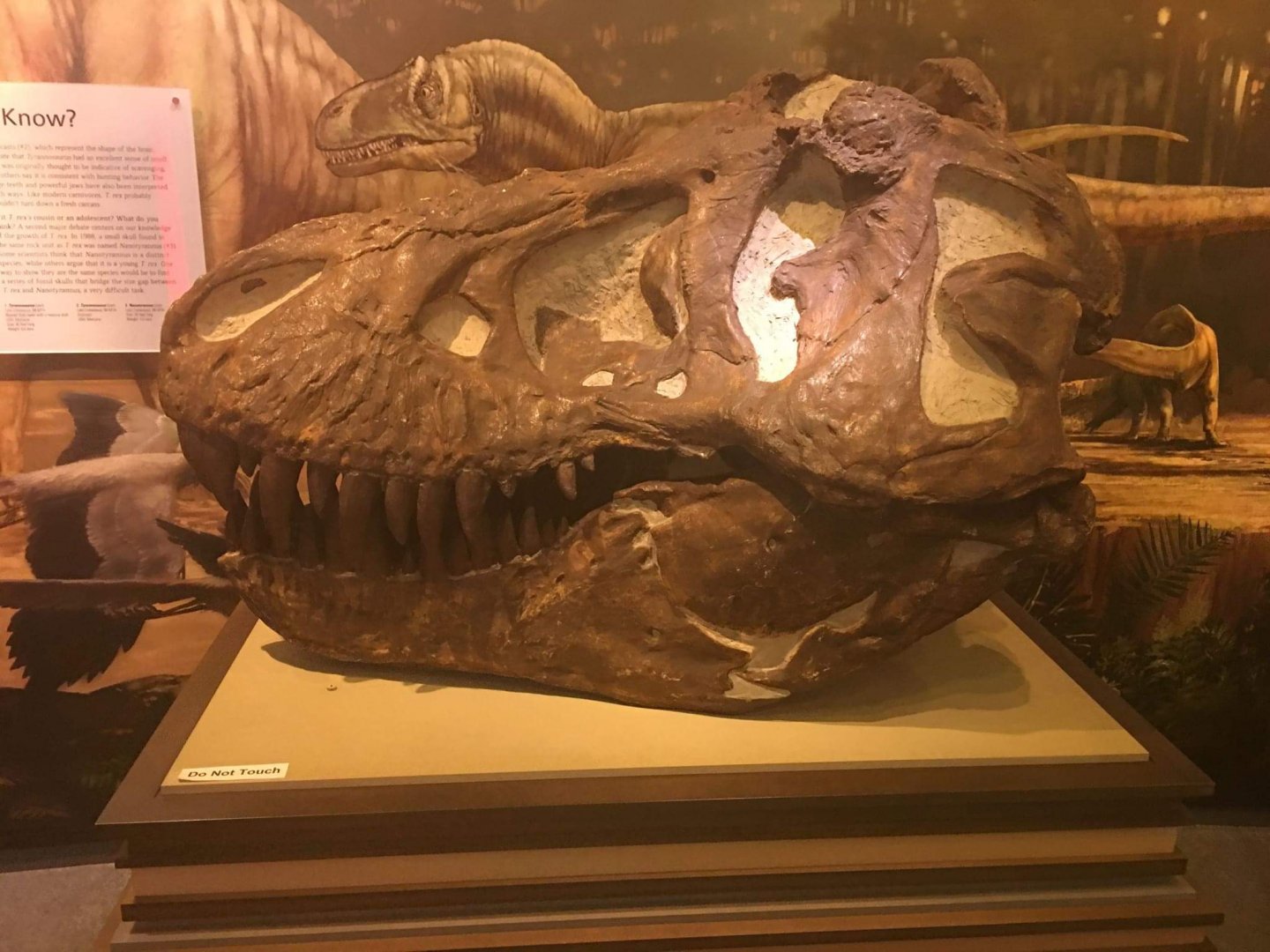 Tyrannosaurus rex
