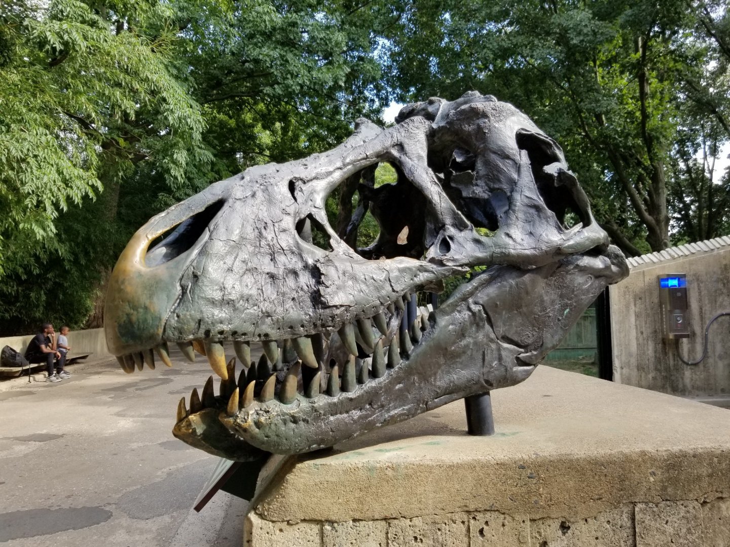 Tyrannosaurus rex
