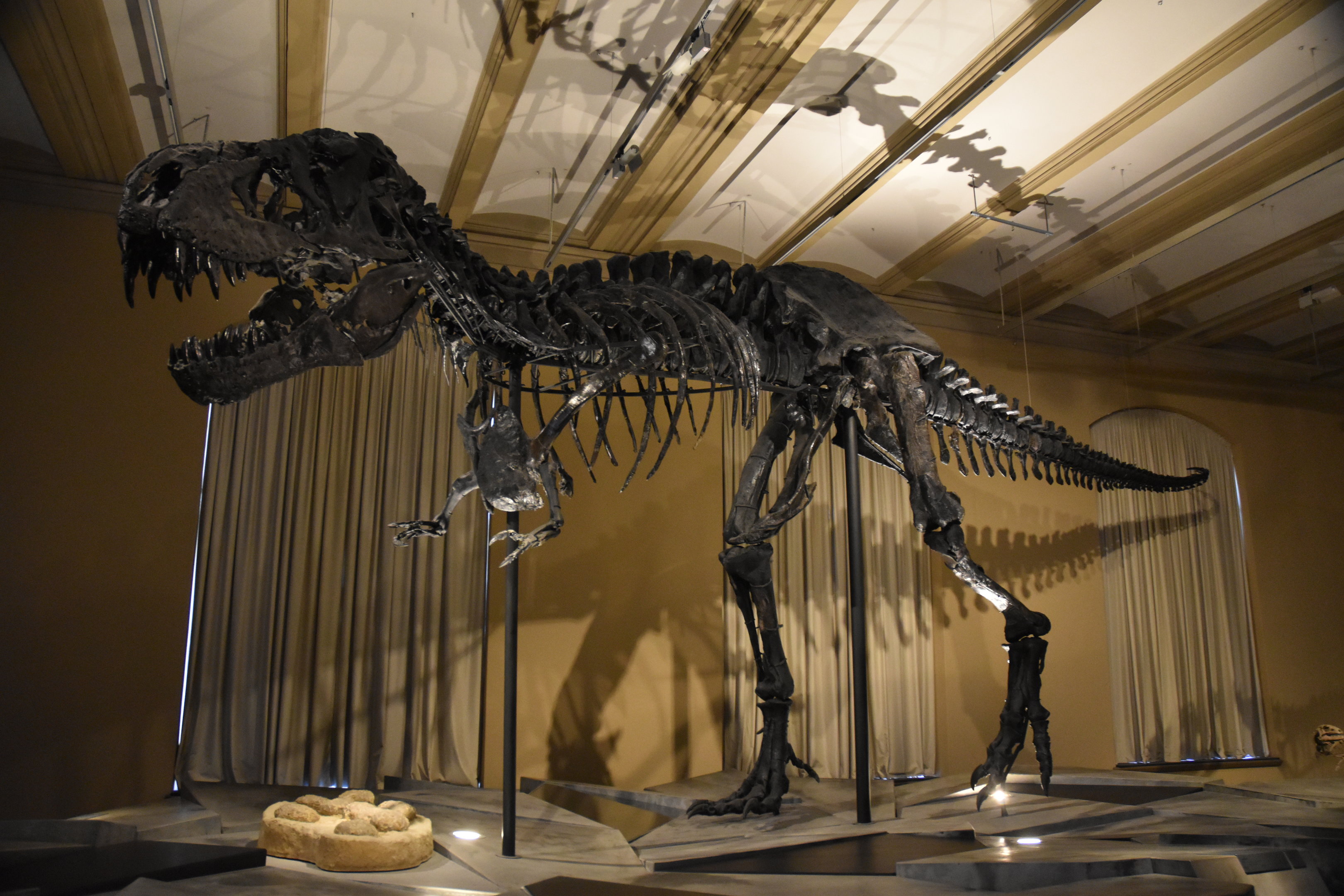 Tyrannosaurus Specimen "Tristan Otto", Museum für Naturkunde, Berlin, 7th June 2023