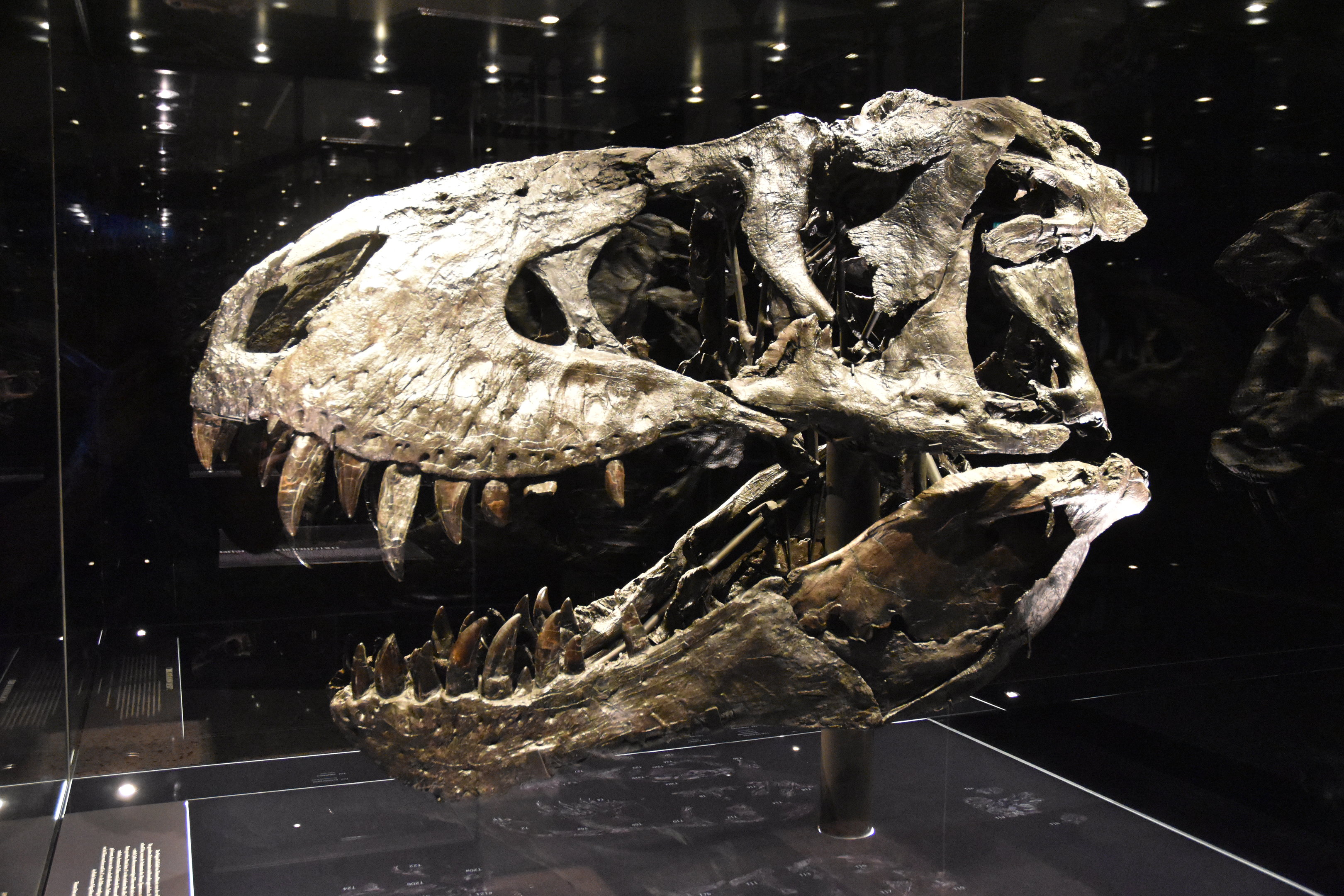 Tyrannosaurus Specimen "Tristan Otto" (Skull), Museum für Naturkunde, Berlin, 7th June 2023