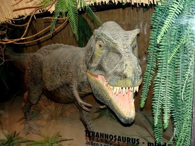 Tyrannosaurus
