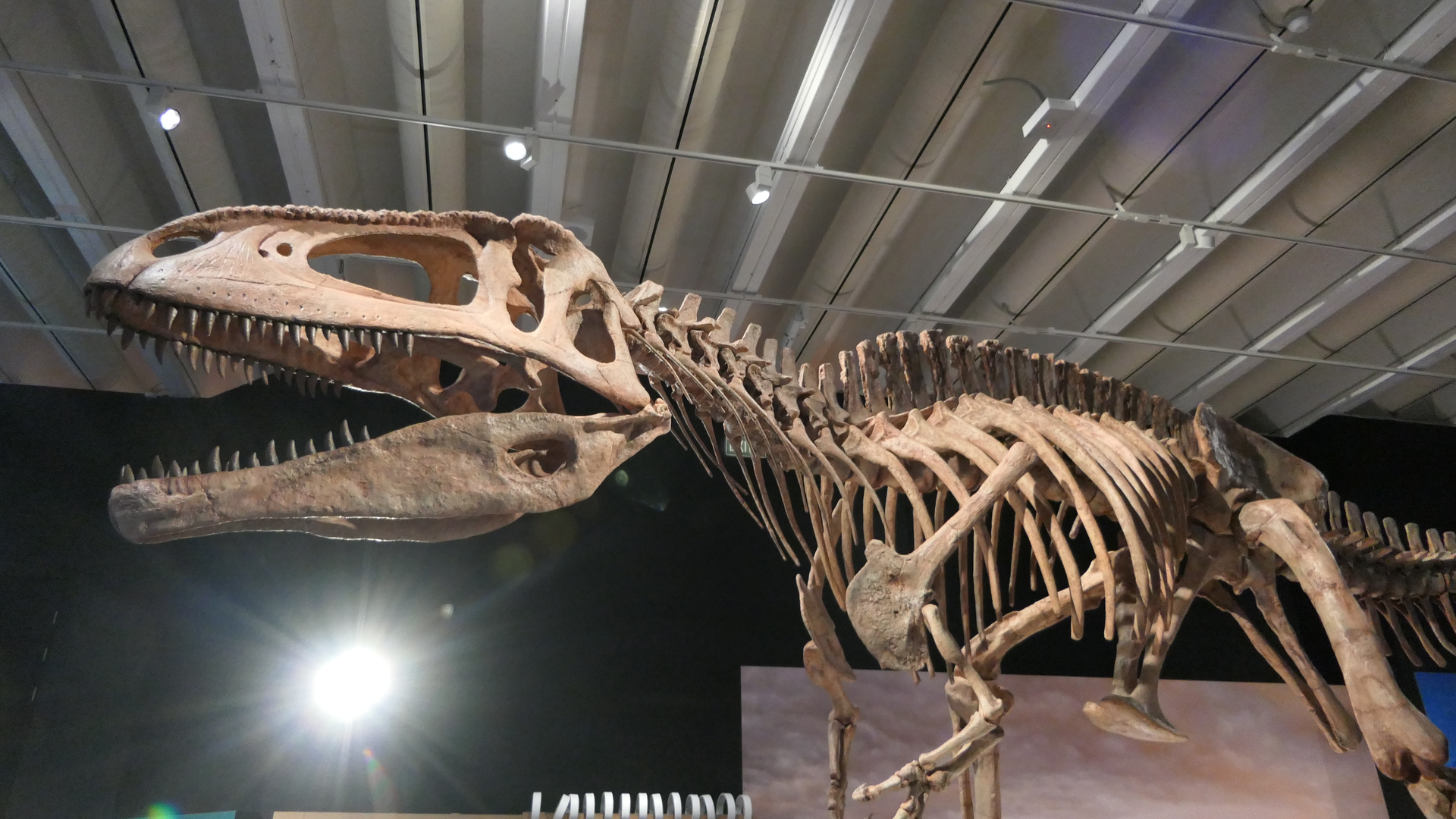 Tyrannotitan chubutensis - Dinosaurs of Patagonia