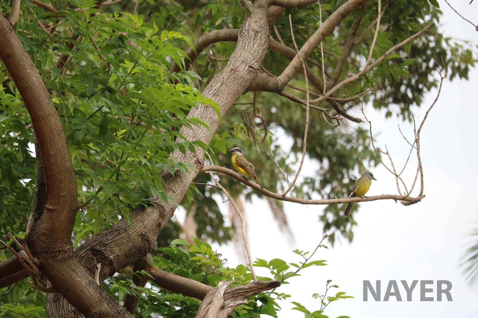 Tyrant flycatchers :), March 2016