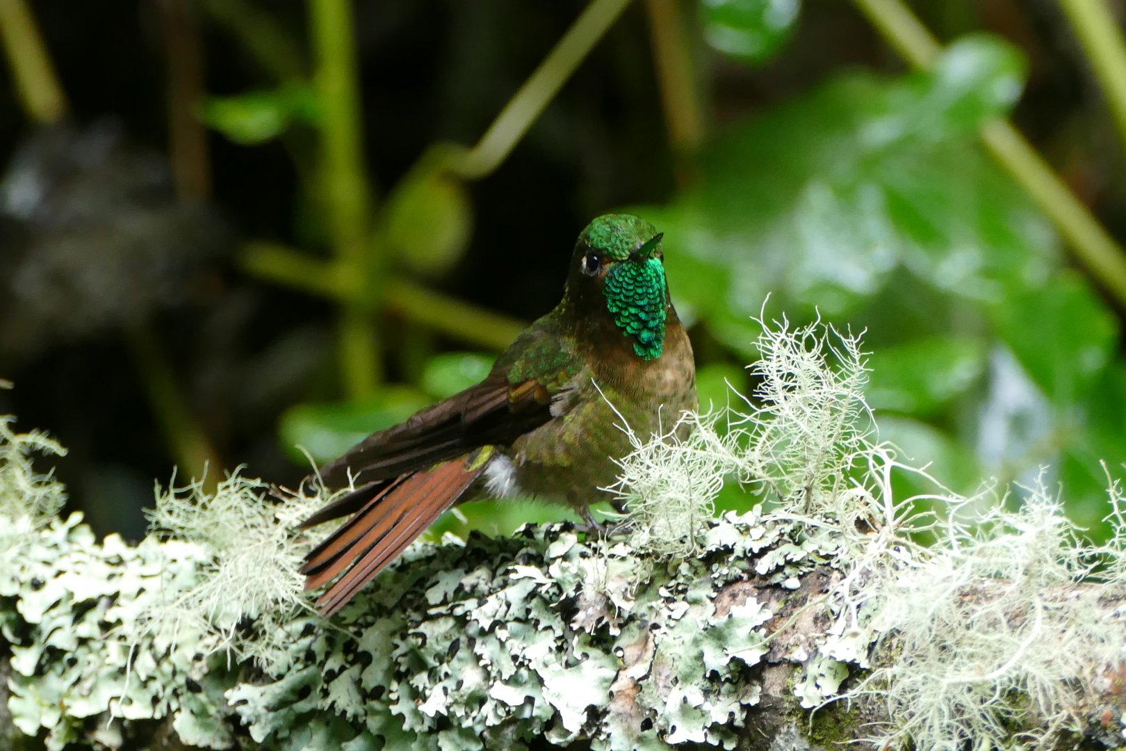 Tyrian Metaltail