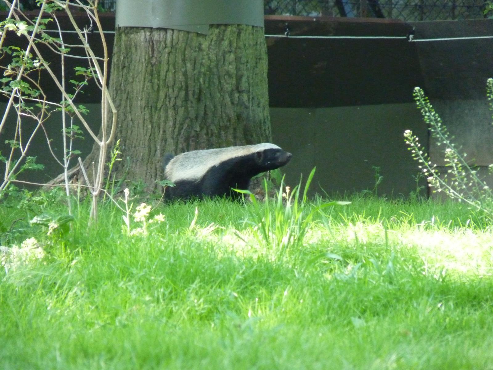 Tyson the Honey Badger