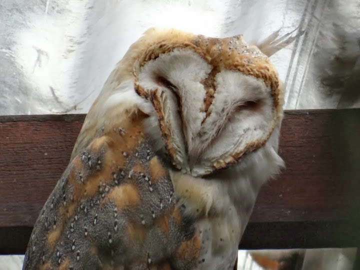 Tyto alba