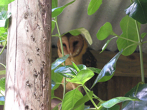 Tyto castanops at Phillip Island Wildlife Park - uploaded on behalf of alexkant