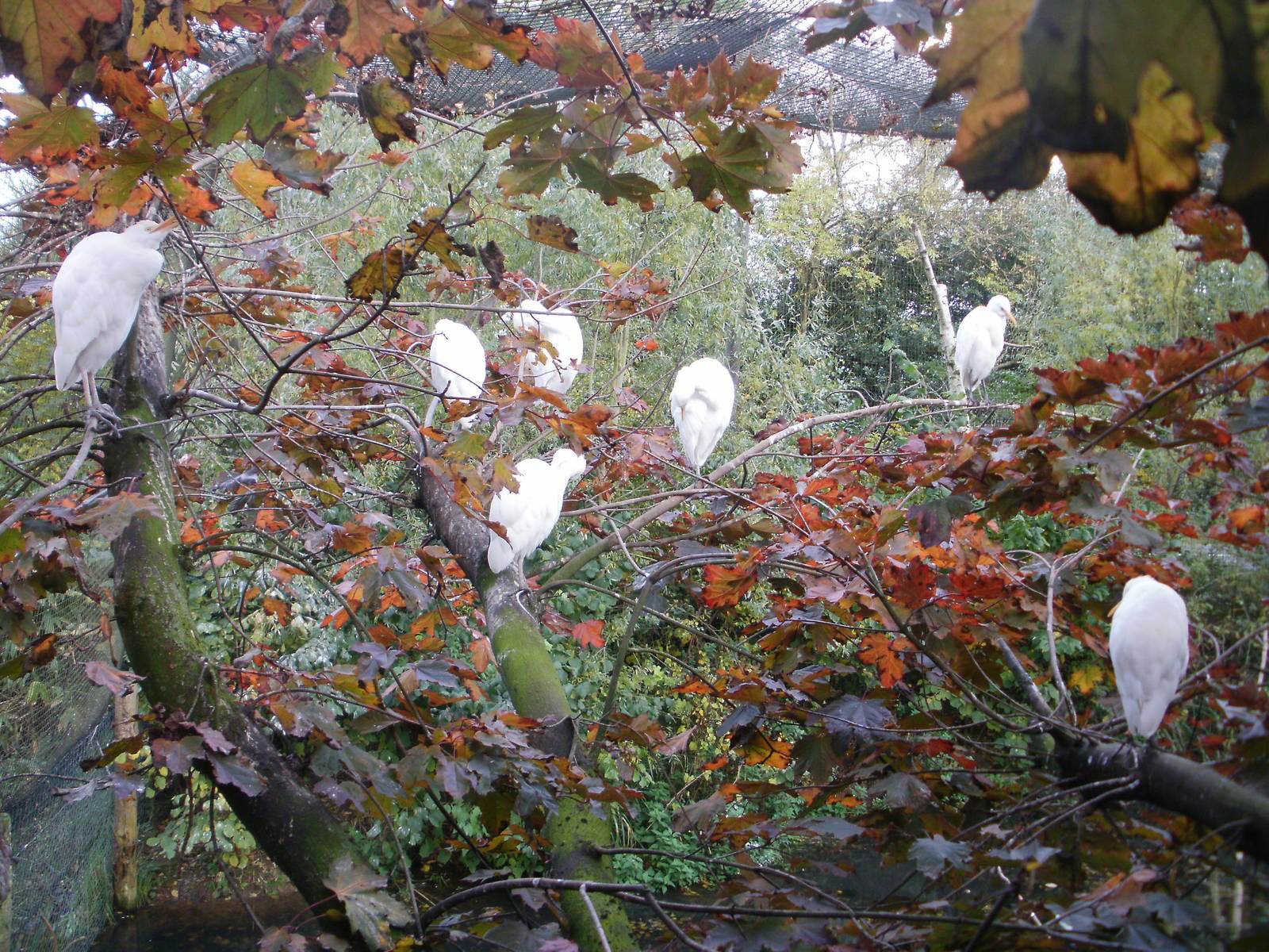 Tywcross - 28.10.2010