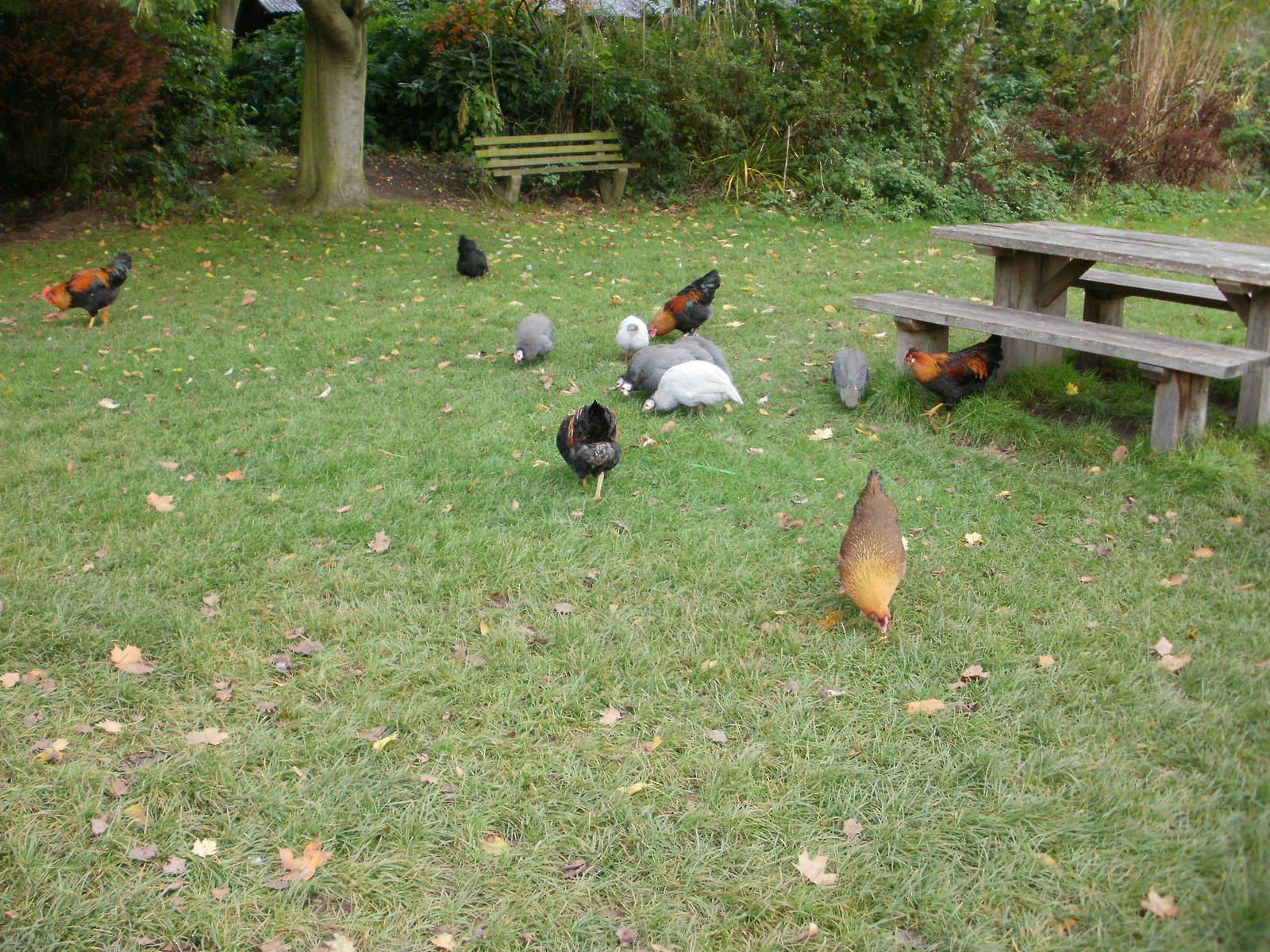 Tywcross - 28.10.2010