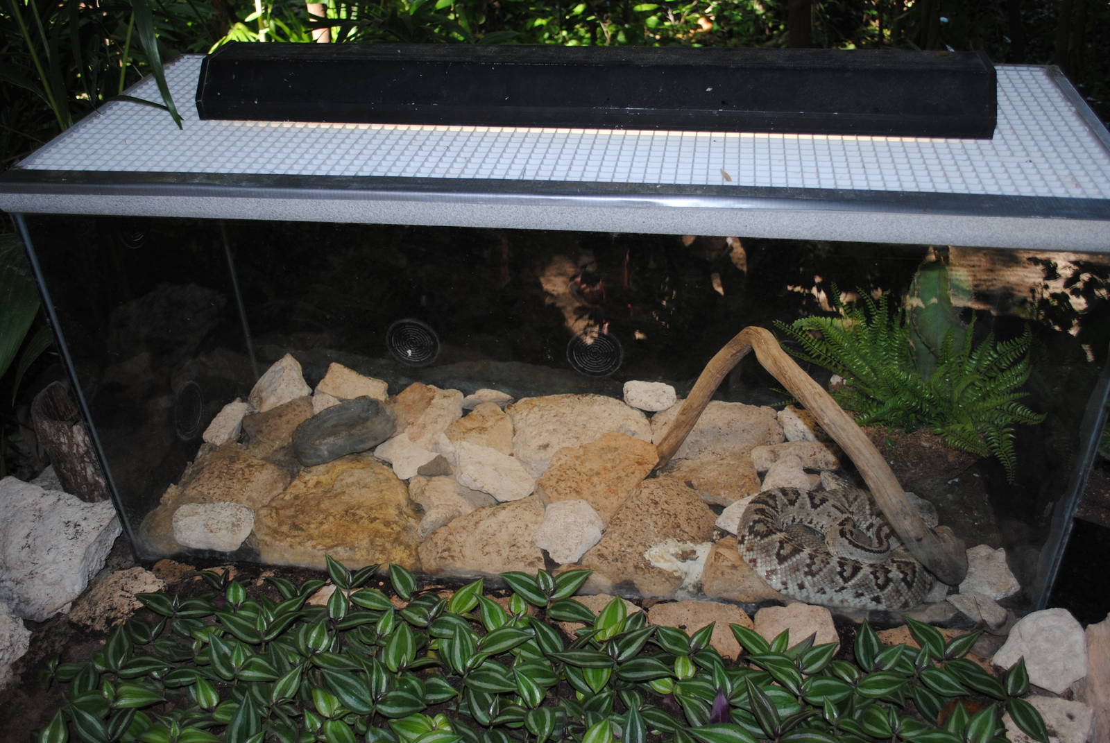 Tzabcan Rattlesnake terrarium