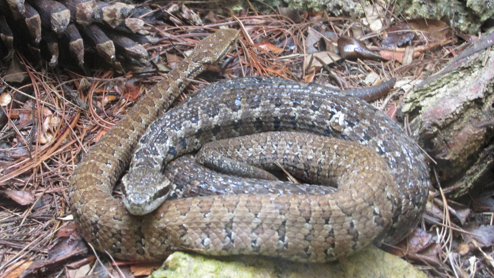 tzotzil fer de lance zoomat