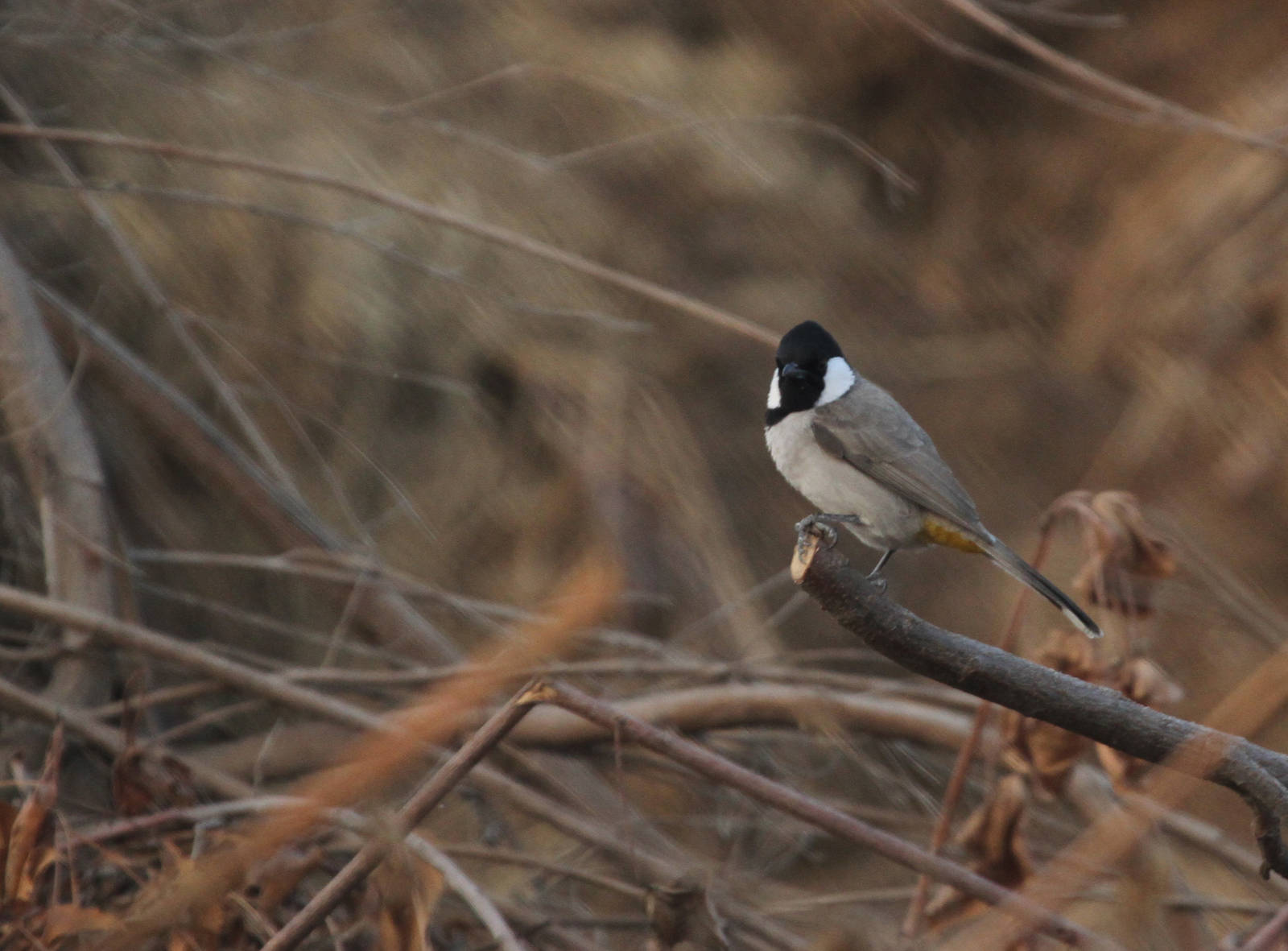 UAE Bird ID 2