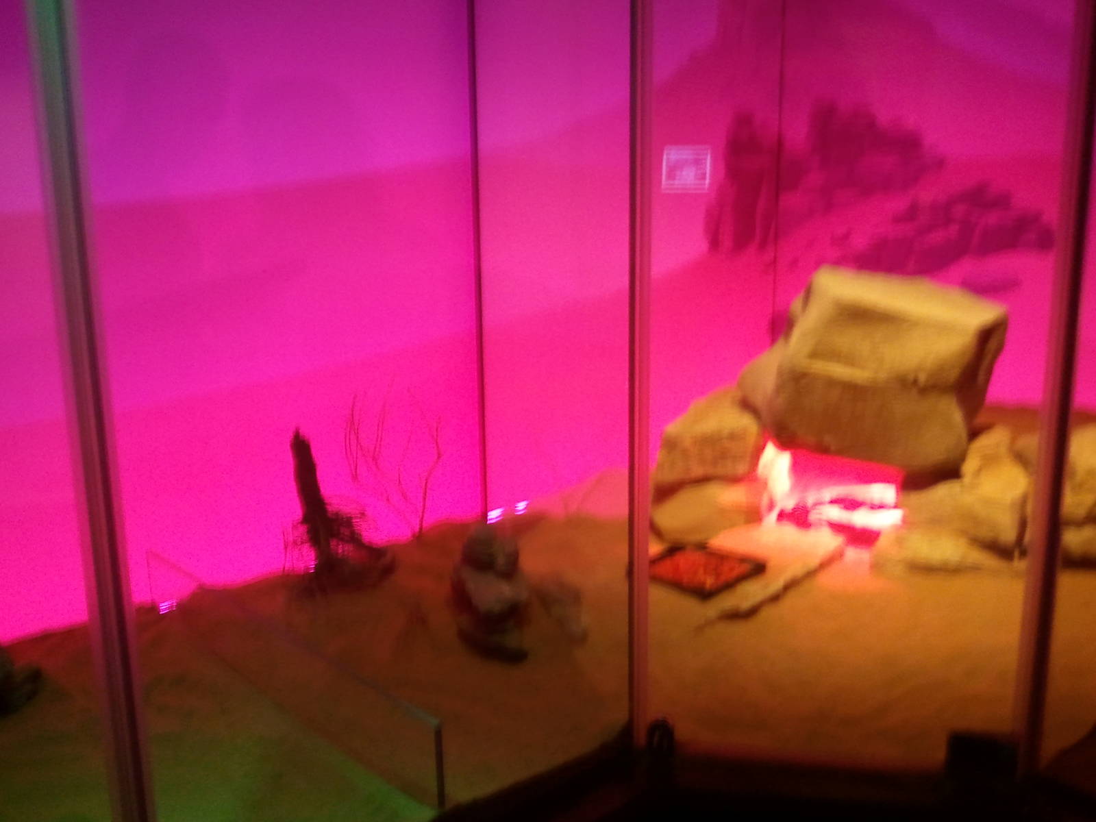 UAE Creatures of the Night 02 (lizard tank)