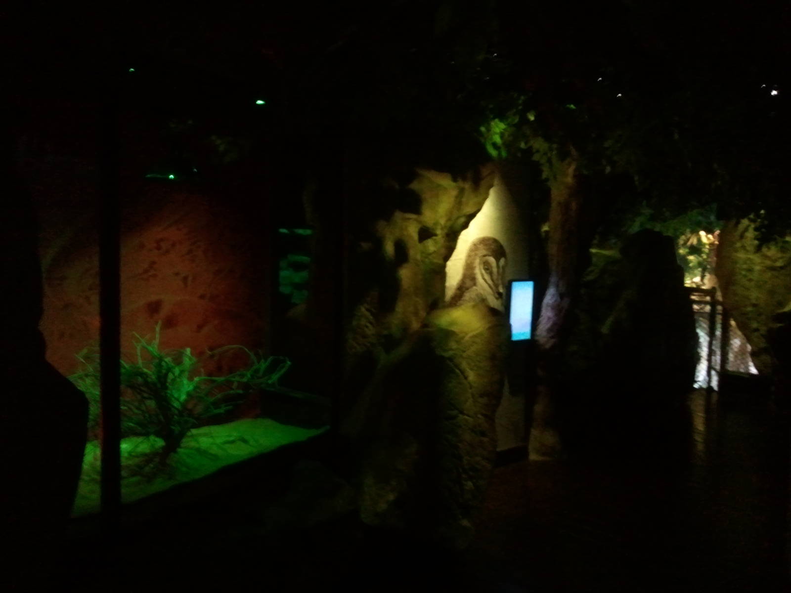 UAE Creatures of the Night 04