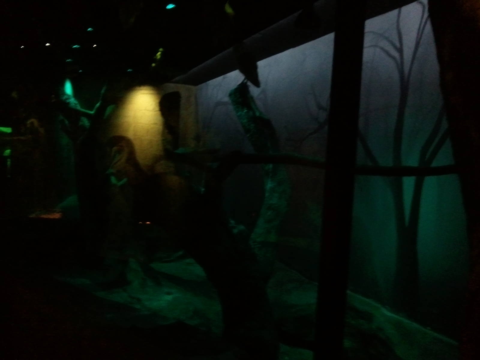 UAE Creatures of the Night 05 (barn owl)