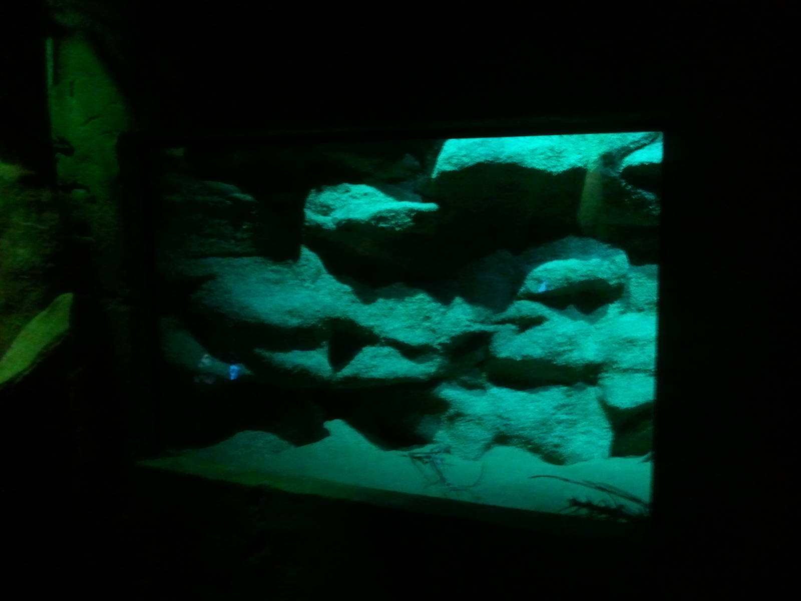 UAE Creatures of the Night 07 (desert hedgehog)