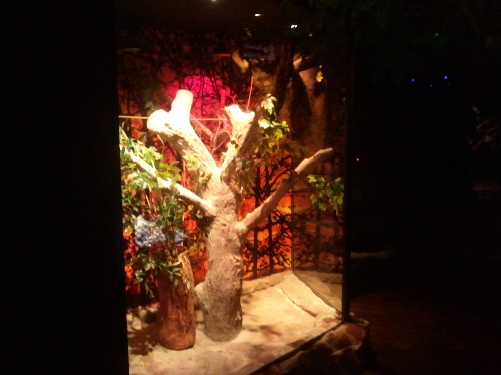 UAE Creatures of the Night 08 (veiled chameleon 01)