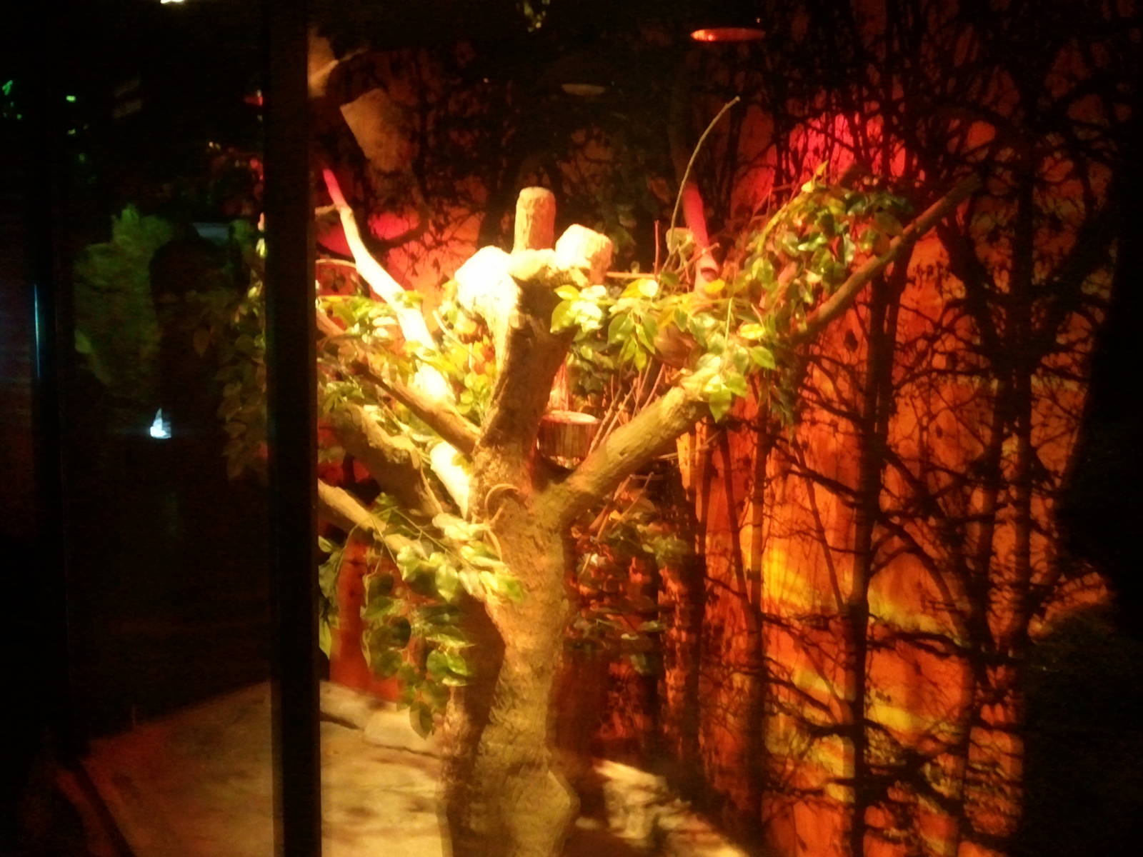 UAE Creatures of the Night 09 (veiled chameleon 02)