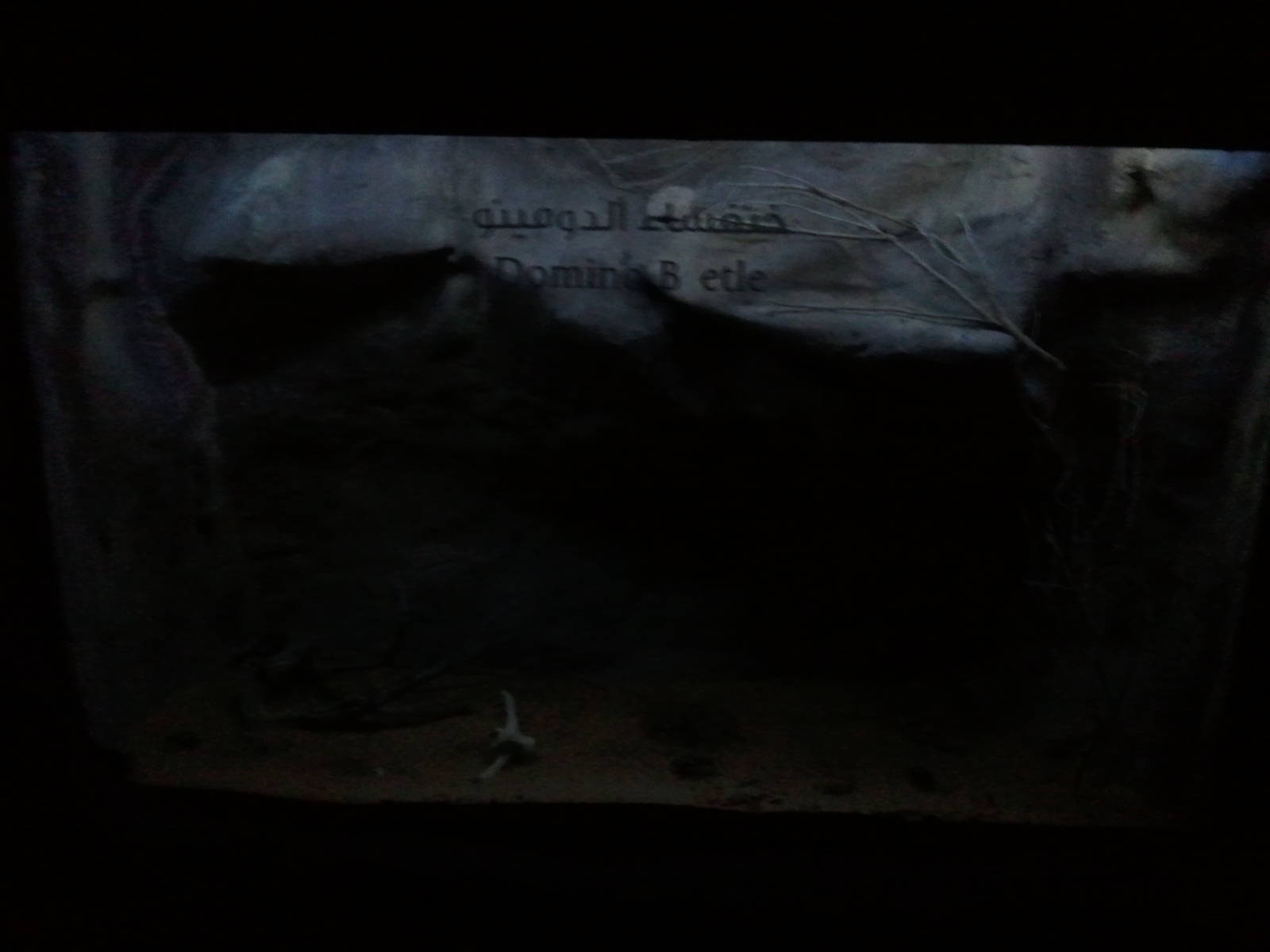 UAE Creatures of the Night