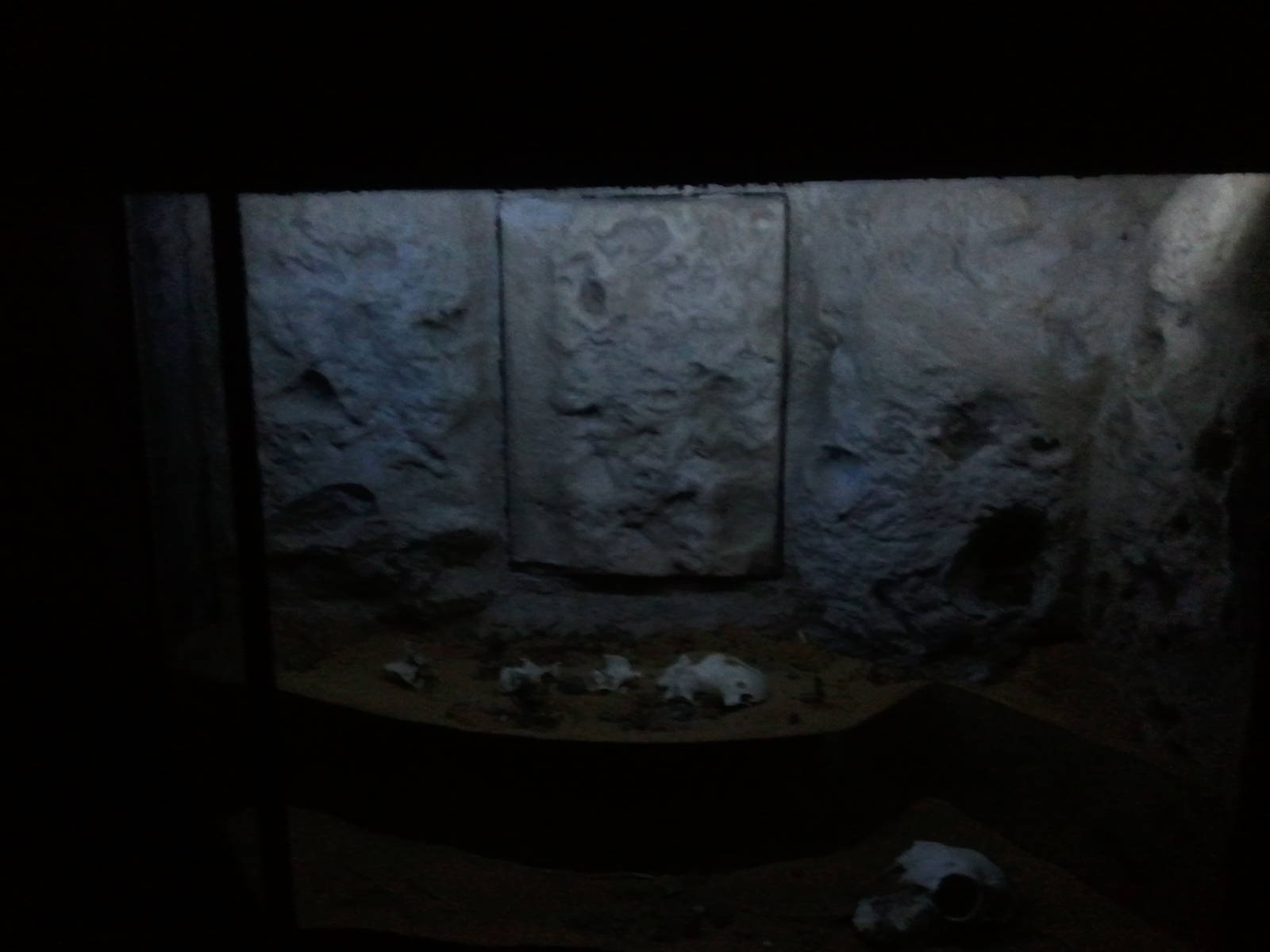 UAE Creatures of the Night