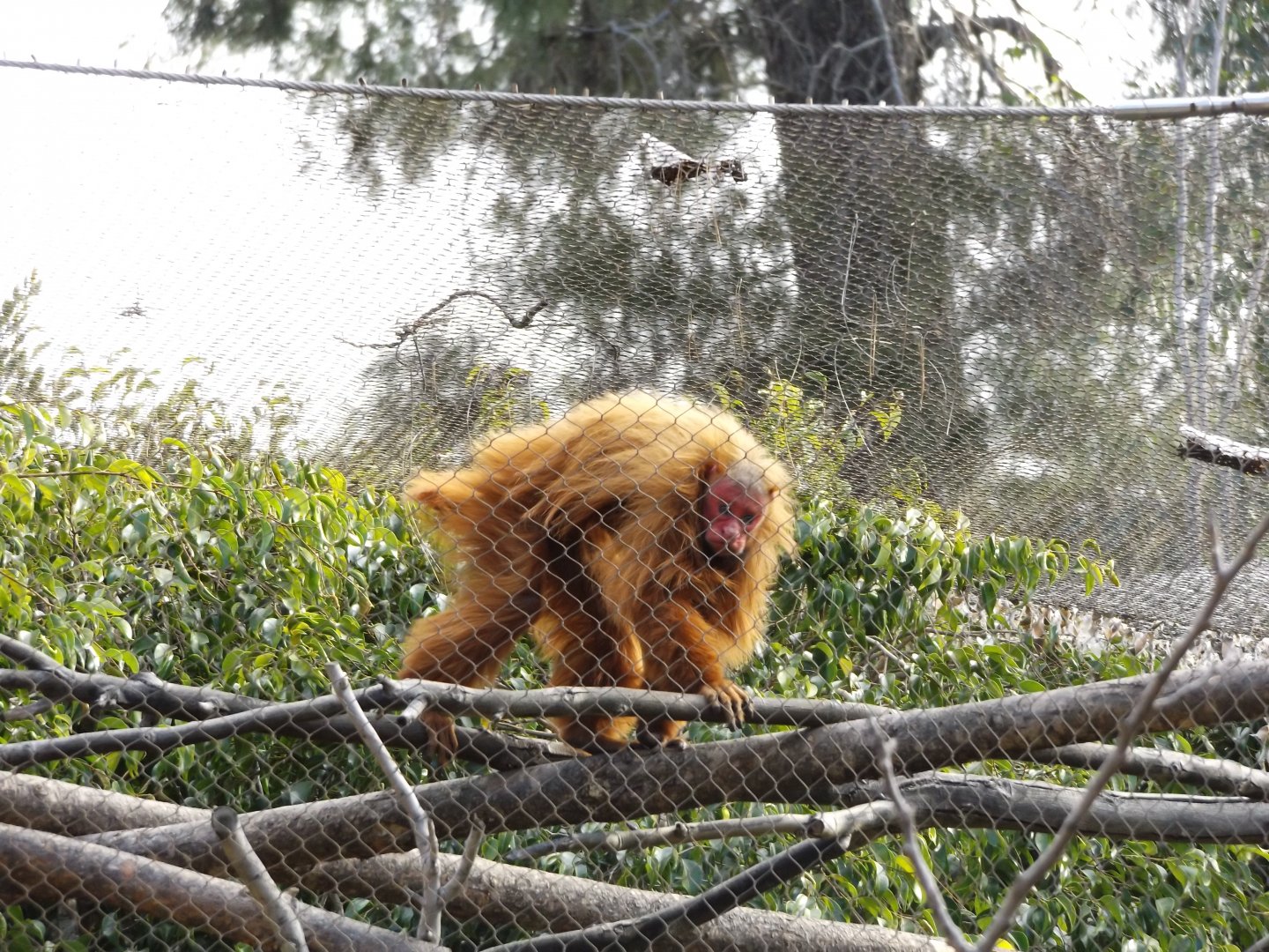 Uakari (Jan. 2020)