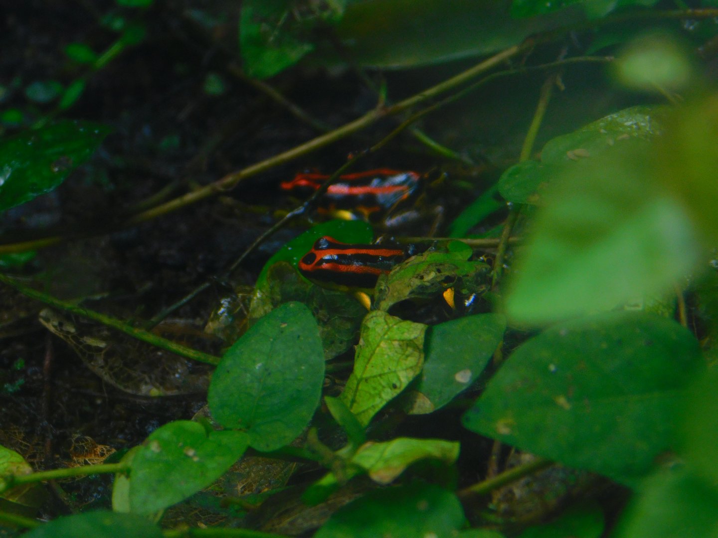 Uakari Poison Frog