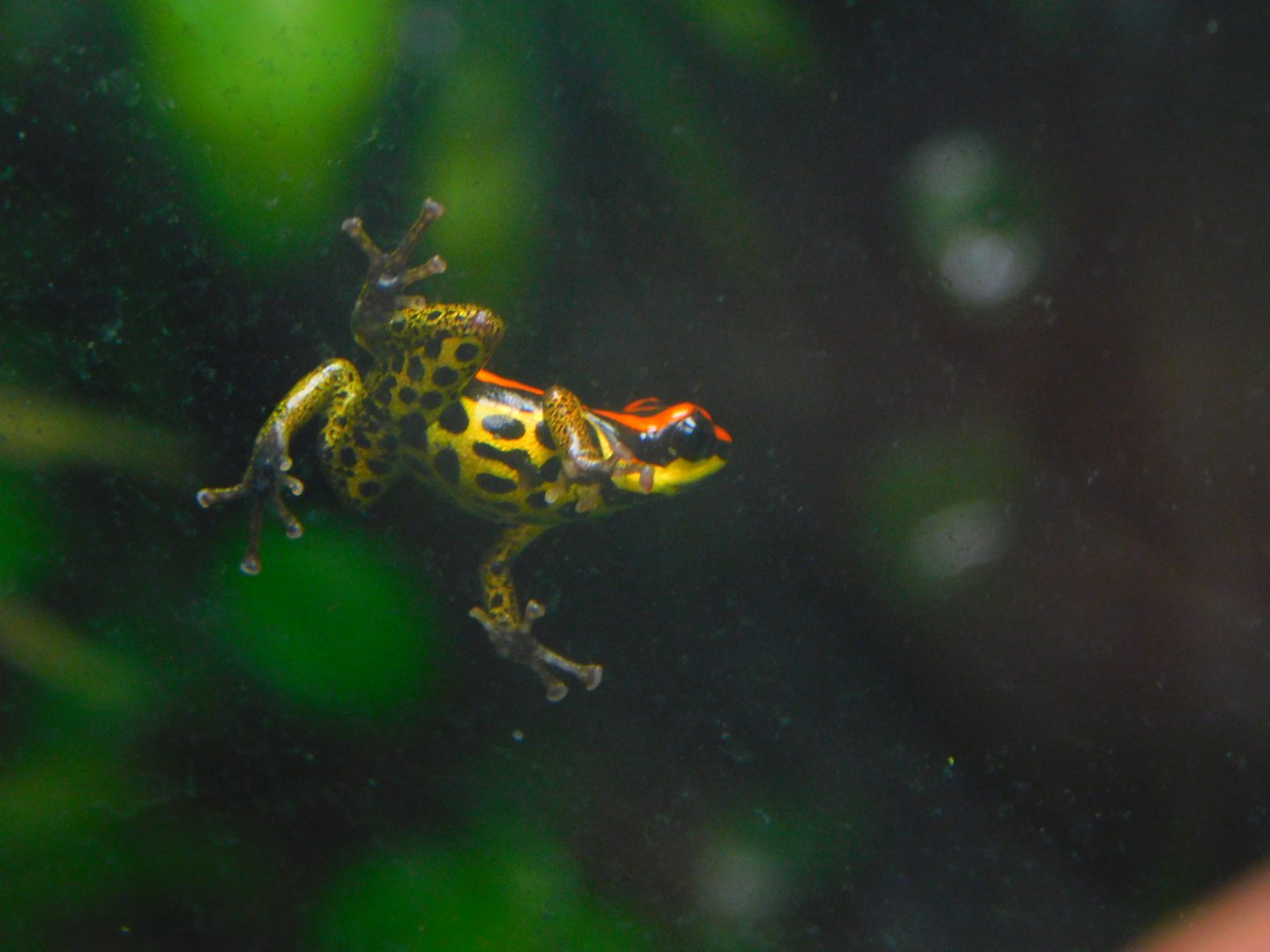 Uakari Poison Frog