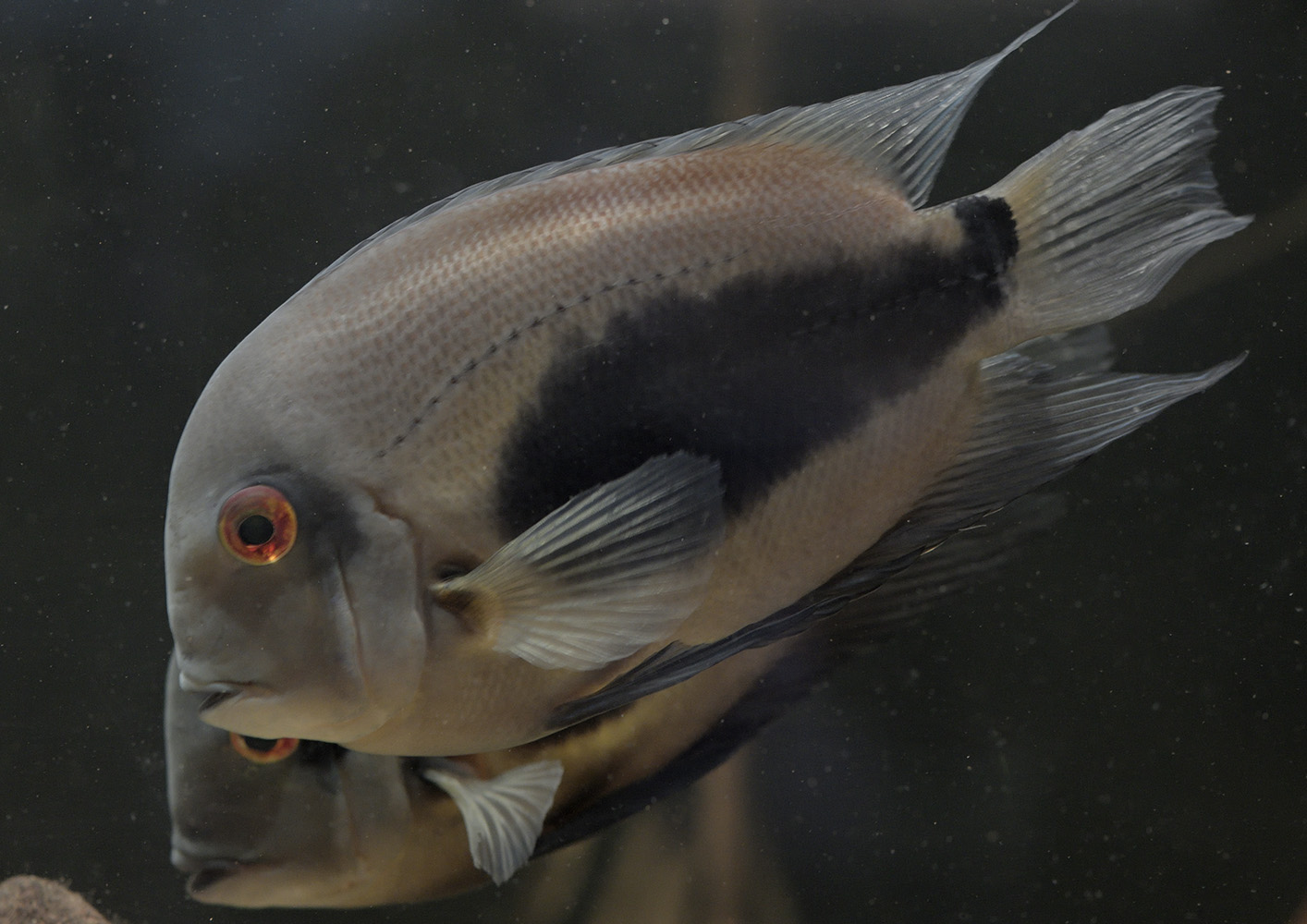 Uaru amphiacanthoides pair