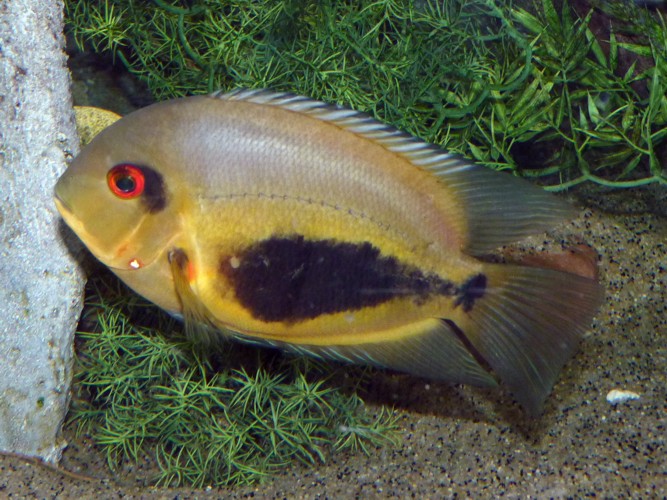 Uaru amphiacanthoides